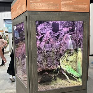 Survival of the Slowest - Pancake Tortoise Exhibit