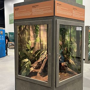 Survival of the Slowest - Ball Python Exhibit