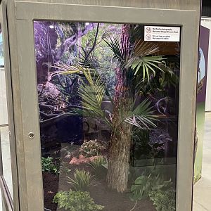 Survival of the Slowest - Horned Frog Exhibit