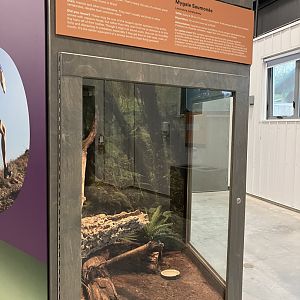 Survival of the Slowest - Salmon Pink Bird Eater Exhibit