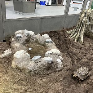 Survival of the Slowest - Ref-Footed Tortoise Exhibit