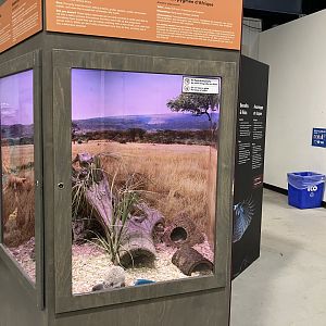 Survival of the Slowest - African Pygmy Hedgehog Exhibit