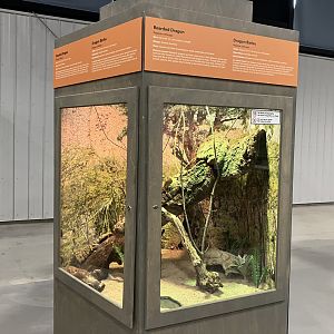 Survival of the Slowest - Bearded Dragon Exhibit