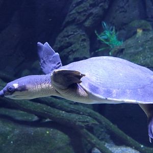 Pig-nosed Turtle (Carettochelys insculpta)