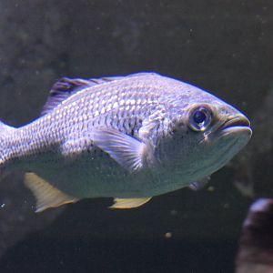 Jungle Perch (Kuhlia rupestris)