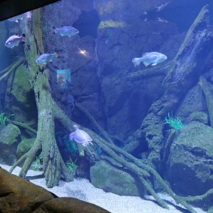 Pig-nosed Turtle + Jungle Perch tank