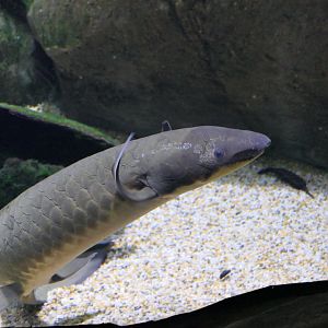 Queensland Lungfish (Neoceratodus forsteri)