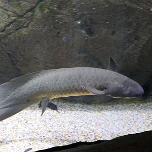 Queensland Lungfish (Neoceratodus forsteri)