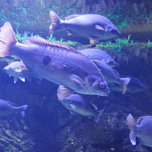 Jade Perch (Scortum barcoo)