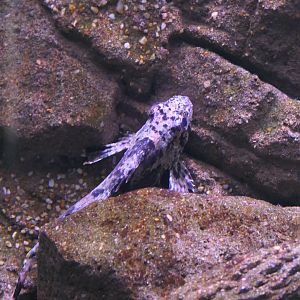 Bullrout (Notesthes robusta)