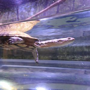Cann's Snake-necked Turtle (Chelodina canni)