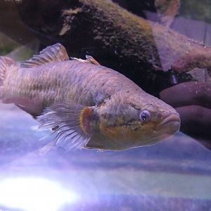 Australian Snakehead Gudgeon (Giuris aporocephalus)