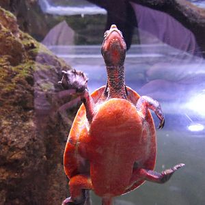 Jardine River Turtle (Emydura subglobosa subglobosa)