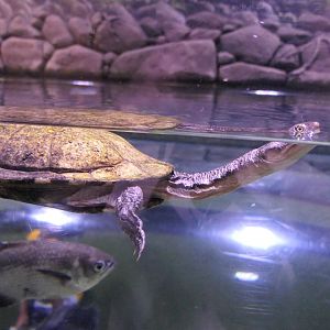 Cann's Snake-necked Turtle (Chelodina canni)