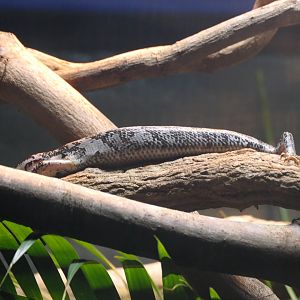 Pink-tongued Skink (Cyclodomorphus gerrardii)