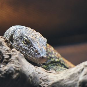 Australian Water Monitor (Varanus chlorostigma)