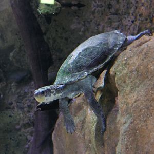 Irwin's Snapping Turtle (Elseya irwini)