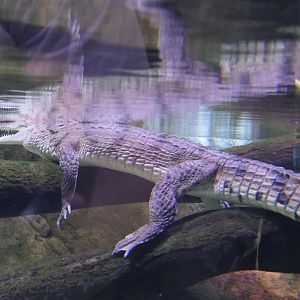 Freshwater Crocodile (Crocodylus johnstoni)
