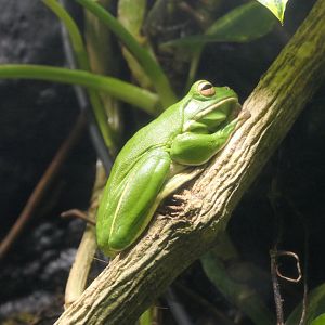 White-lipped Tree Frog (Sandyrana infrafrenata)