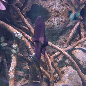 Pinnate Batfish (Platax pinnatus)