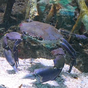 Mud Crab (Scylla serrata)