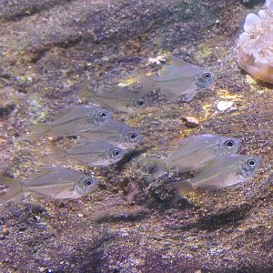 Glassfish sp. (Ambassidae)