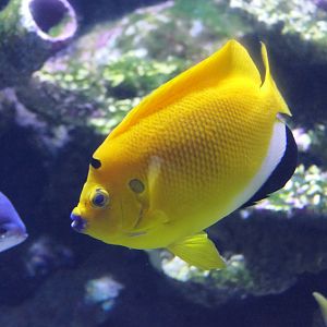 Threespot Angelfish (Apolemichthys trimaculatus)