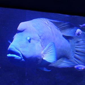 Humphead Maori Wrasse (Crassilabrus undulatus)