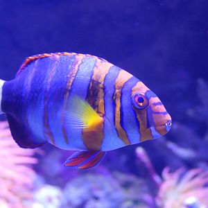 Harlequin Tuskfish GBR form (Choerodon fasciatus)