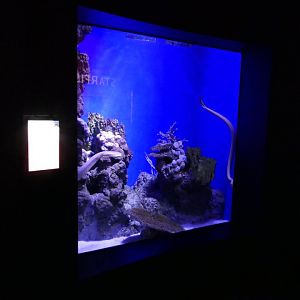 Olive Sea Snake (Aipysurus laevis) tank