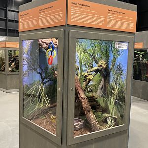 Survival of the Slowest - Ridge-Tailed Monitor Exhibit