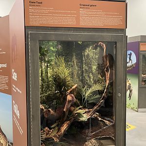 Survival of the Slowest - Cane Toad Exhibit