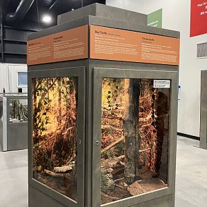 Survival of the Slowest - Box Turtle Exhibit