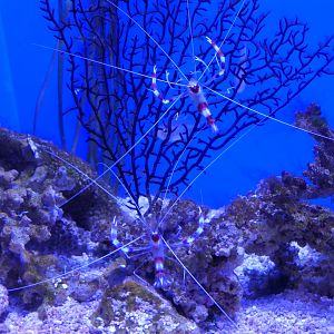 Coral Banded Shrimp (Stenopus hispidus)