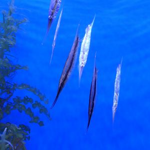 Jointed Razorfish (Aeoliscus strigatus) and Grooved Razorfish (Centriscus scutatus)