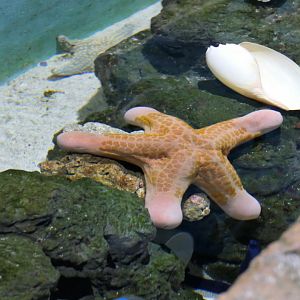 Granulated Sea Star (Choriaster granulatus)
