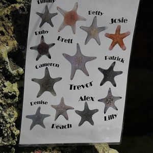 Sea star name labels