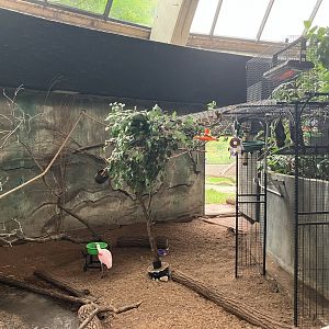 Toucan Ridge - Red-Footed Tortoise Exhibit