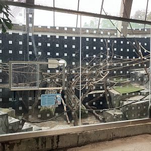 Toucan Ridge - Indoor Ring-Tailed Lemur Exhibit