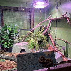 Toucan Ridge - Reticulated Python Exhibit