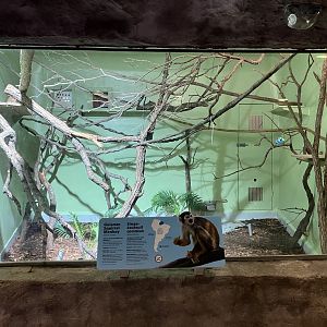 Toucan Ridge - Guianan Squirrel Monkey Exhibit