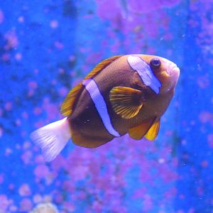 Barrier Reef Clark's Anemonefish (Amphiprion cf. clarkii "Barrier Reef")