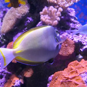 Whitecheek Tang (Acanthurus nigricans)