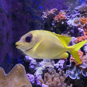 Coral Rabbitfish (Siganus corallinus)