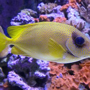 Coral Rabbitfish (Siganus corallinus)