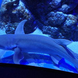 Tawny Nurse Shark (Nebrius ferrugineus)
