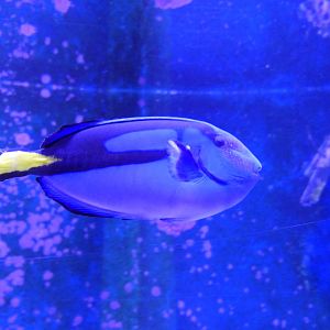Regal Tang (Paracanthurus hepatus)