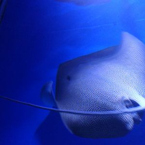 Reticulated Whipray (Himantura australis)