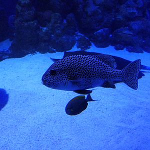 Harlequin Sweetlips (Plectorhinchus chaetodonoides)