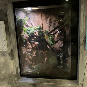 Toucan Ridge - White’s Treefrog/Solomon Islands Leaf Frog Exhibit